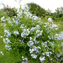 Plumbago auriculata (2)